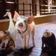 photo du film Babe, le cochon dans la ville