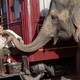 photo du film De l'eau pour les éléphants