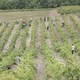 photo du film Vendanges