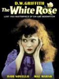 voir la fiche complète du film : La Rose blanche