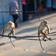 photo du film Au royaume des singes