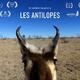 photo du film Les antilopes