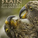 photo du film Beak & brain : genius birds from down under