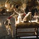 photo du film Palace pour chiens