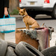 photo du film Le Chihuahua de Beverly Hills