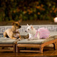 photo du film Le Chihuahua de Beverly Hills