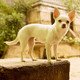 photo du film Le Chihuahua de Beverly Hills