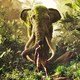 photo du film Mowgli : la légende de la jungle