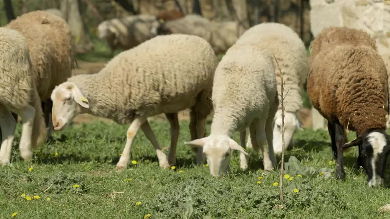 Extrait vidéo du film  La Théorie du Boxeur