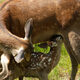 Photo du film Bambi, L’histoire d’une vie dans les bois en cours de validation