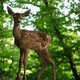 Photo du film Bambi, L’histoire d’une vie dans les bois en cours de validation