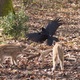 Photo du film Bambi, L’histoire d’une vie dans les bois en cours de validation