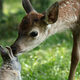 Photo du film Bambi, L’histoire d’une vie dans les bois en cours de validation